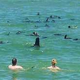 Swim with seals Quoin Point